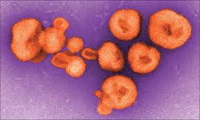 Hemorrhagic Fever (Lassa Fever)